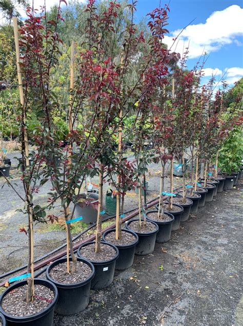 Prunus Blireana Double Flowering Cherry Plum Lakeside Plants Nursery