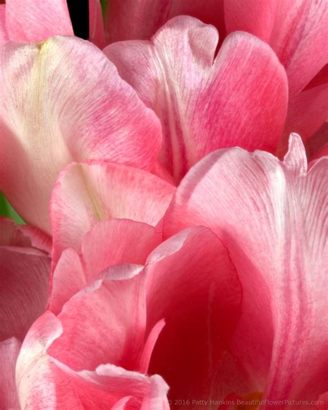 In the Studio: Pink & White Tulips :: Beautiful Flower Pictures Blog