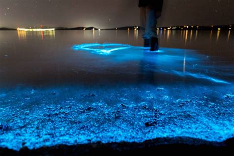 10 Pictures : Glowing bioluminescent phytoplankton