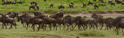 Serengeti migration tours package | Africa Joy Tours