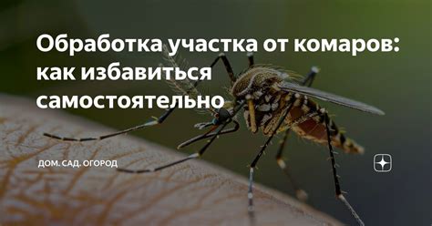 Обработка участка от комаров: как избавиться самостоятельно | ДОМ. САД ...