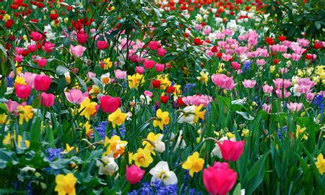 cool flower 5