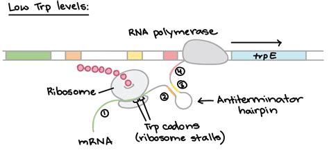 Tryptophan Operon