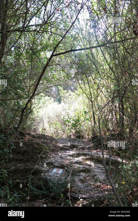 Hiking Trail In The Galilee Israel Passing Through A Dense