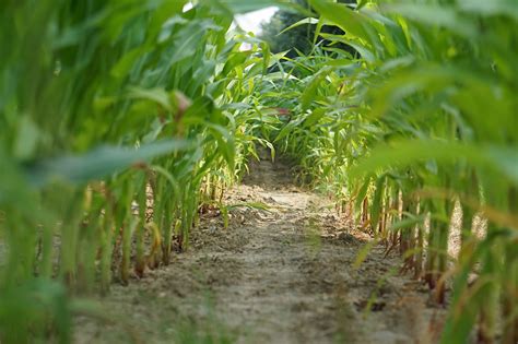 Cornfield Corn Field Landscape Agriculture Free Image From Needpix