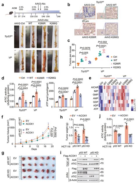 Cell Death And Disease：李友军江从庆团队合作揭示p53抑制肿瘤生长的代谢途径 中科脂典