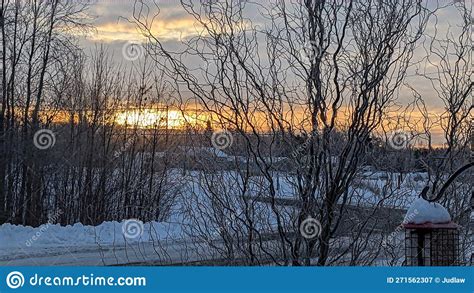 Early Winter Sunrise through Frosted Tree Branches Stock Image - Image ...