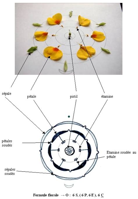 Fleurs D Angiospermes Site Des Ressources D Acces Pour Enseigner Les