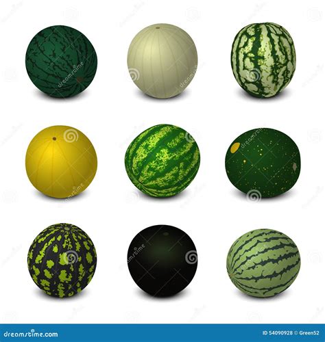 Different Varieties Of Watermelons Stock Vector Illustration Of