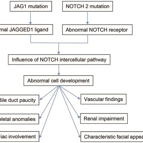 Pdf Clinical And Genetic Characteristics Of Alagille Syndrome In Adults