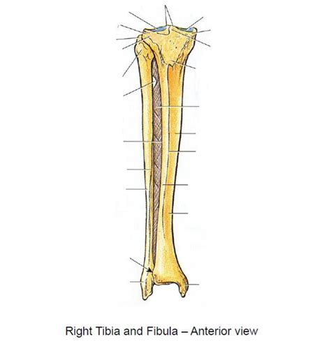 Schaubild Bony Landmarks Tibia And Fibula Anterior View Quizlet