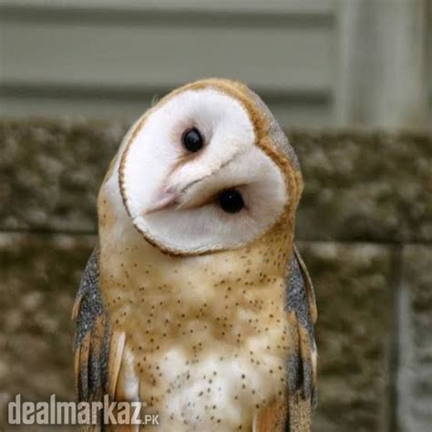 White Barn Owl (ullu) - 193070 - Birds in Chishtian - DealMarkaz.pk