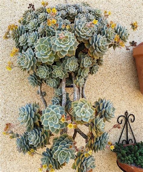 Beautiful Succulent With Yellow Flowers Balcony Garden Web