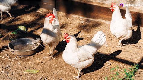 Leghorn Chicken Breed. What is it? - Chicken Pets