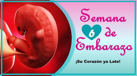 ️ Semana 6 De Embarazo🤰 ️ ⏩ Embarazo Semana A Semana ⏩ Desarrollo Y