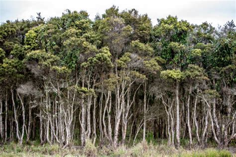 Melaleuca Tree Stock Photos, Pictures & Royalty-Free Images - iStock