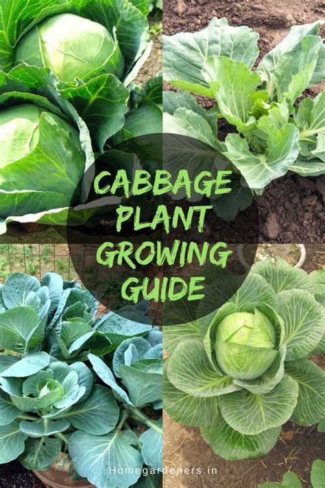 How To Plant Grow Harvest And Benefits Of The Cabbage Container