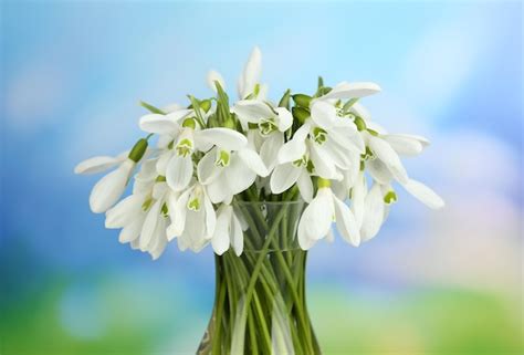 Premium Photo Beautiful Snowdrops In Vase On Nature Background