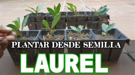 Guía práctica para cultivar laurel con semillas Actualizado