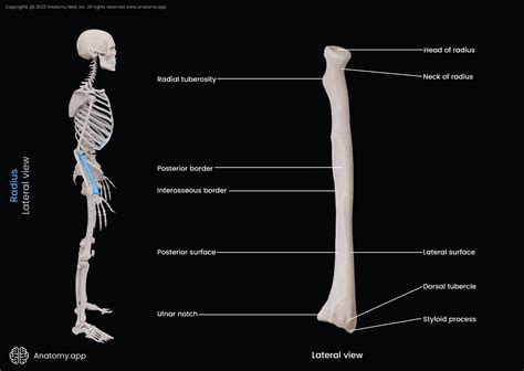 Radius Bone Diagram