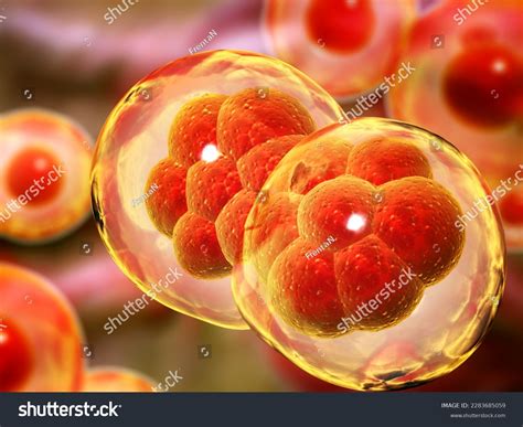 Cell Division Stages Mitosis Cellular Therapy Stock Illustration 2283685059 Shutterstock