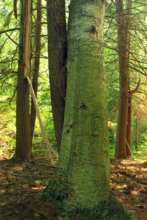 Images Gratuites arbre la nature forêt branche randonnée feuille