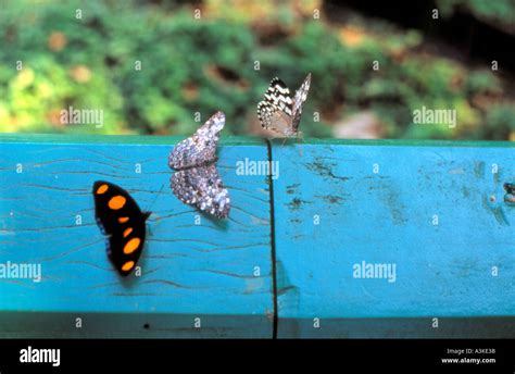 Butterflies Iguazu Falls Stock Photo - Alamy