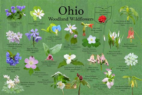 A Comprehensive Guide To The Pink Wildflowers Of Ohio Nature Blog Network