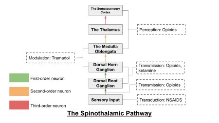 Draw a schematic diagram of the spinothalamic pathway and annotate it by indicating where and ...