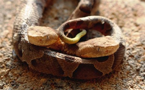 Watch Extremely Rare Headed Snake Stuns Social Media Charms