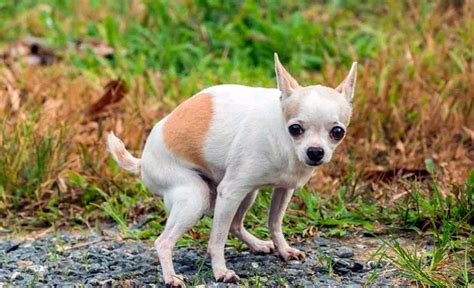 Causas De La Diarrea En Perros Y Tratamientos Adecuados