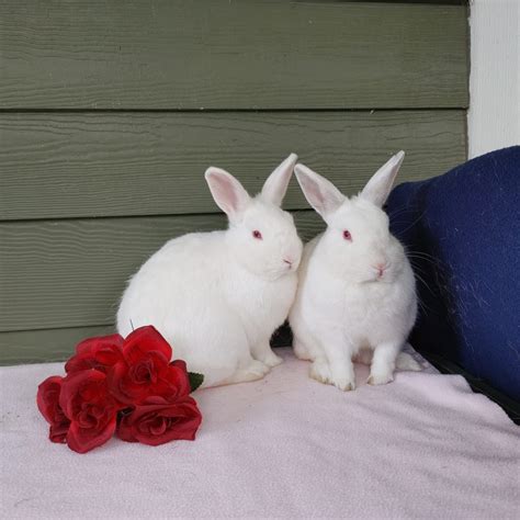 Boba And Roo South Surrey Vancouver Rabbit Rescue Advocacy