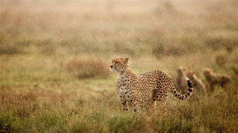 Bing HD Wallpaper 30 Apr 2024 Gepard In Ngorongoro Conservation