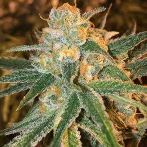 Mango Kush Feminized Seeds | The Seed Fair