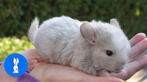 Baby Chinchillas Playing Cutest Compilation Youtube