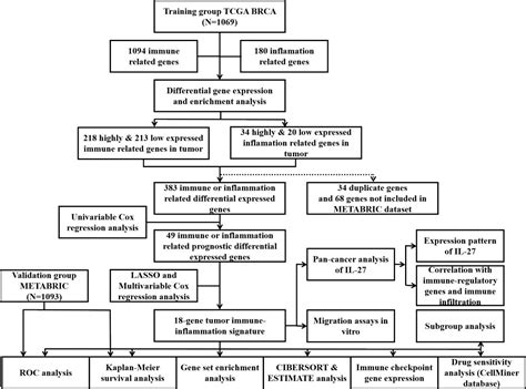 Frontiers Identification Of A Tumor Immune Inflammation Signature