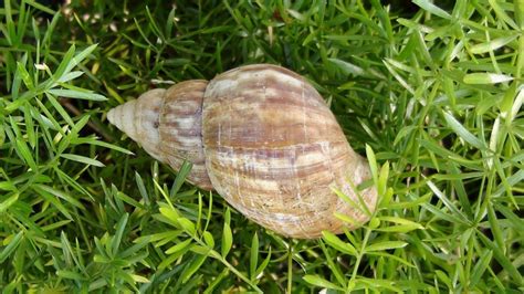 Free Images Nature Grass Wildlife Green Brown Fauna Shell