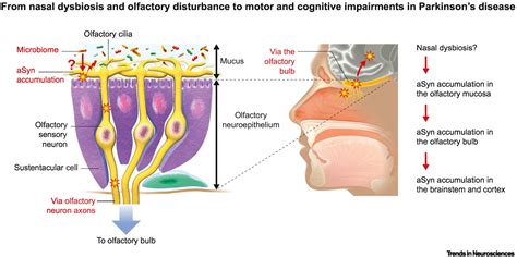 microbiome nose brain axis  health  disease trends