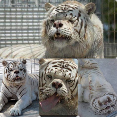 kenny   syndrome tiger