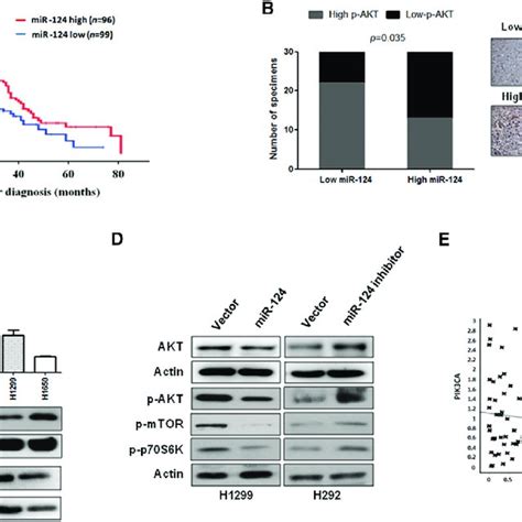 MiR 124 Is Negatively Correlated With Overall Survival And Akt