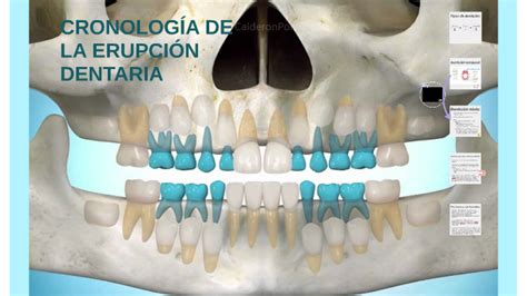 CRONOLOGÍA DE LA ERUPCIÓN DENTARIA by on Prezi