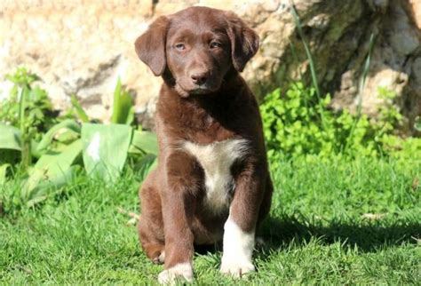 Borador Puppies For Sale | Puppy Adoption | Keystone Puppies