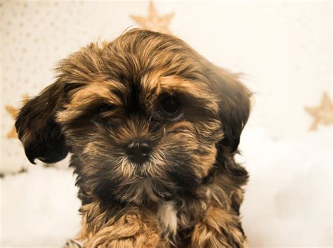 Shorkie (Shih-Tzu Yorkie Mix) - Frontier Pets