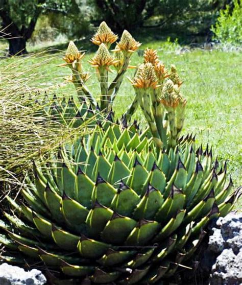 Aloe Polyphylla Alo En Spirale Palmiers Et Compagnie