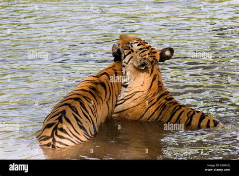 Tigre De Bengala Panthera Tigris Tigris Dos Individuos En Un Río La