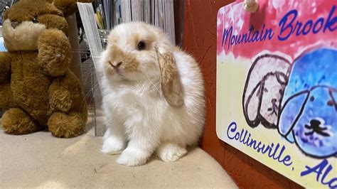 Mountain Brook J Chocolate Orange Tricolor Holland Lop Doe Youtube