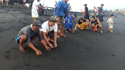 Jadi Yang Perdana Tahun 2023 KND Lepas 104 Tukik Ke Laut Suaradewata