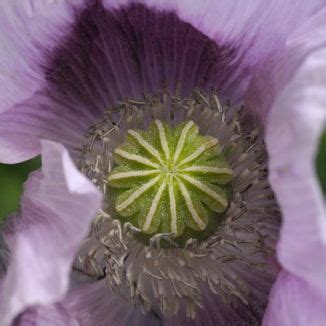 Wildflower Poppy Opium Irish Wild Flora Wildflowers Of Ireland