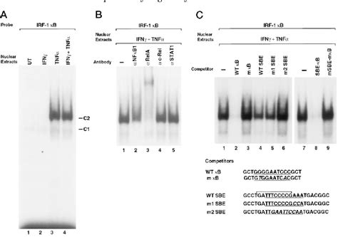 Figure From Synergy Between Interferon And Tumor Necrosis Factor