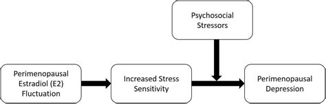 Frontiers Estradiol Fluctuation Sensitivity To Stress And